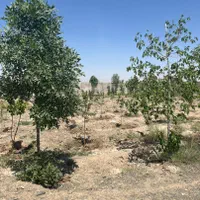 فروش زمین ۱۴۰۰ متری  خرابه امین (امینیه)|فروش زمین و ملک کلنگی|مشهد, صیاد شیرازی|دیوار