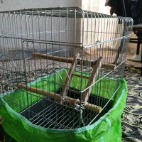 قفس عروس هلندی