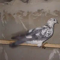 کفتر|پرنده|کرج, شهرک اوج|دیوار