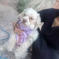 سگه