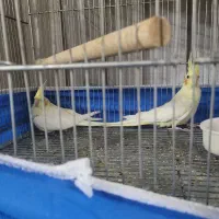 عروس هلندی لوتینو