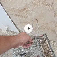 سهره
