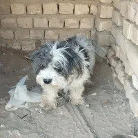 سگ پاکوتاه پشمالو نر