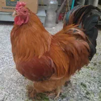 خروس برهما اصل