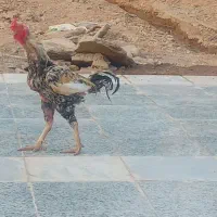 دوتاخروس لاری دوساله یکی افغانی یکی اشامو پرخون