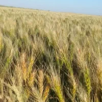 گندم تمیز ۲۷۰۰۰