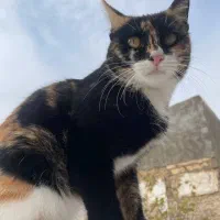 ۳گربه خانگی|گربه|میاندوآب, |دیوار