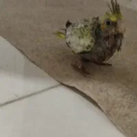 جوجه عروس هلندی