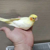 عروس هلندی لوتینو سه ماهه|پرنده|اسلام‌شهر, شهرک مفیدی|دیوار