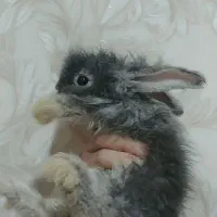 بچه خرگوش لوپ هلندی