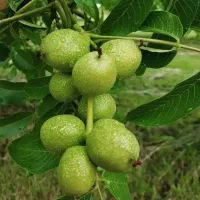 نهال هلو و شلیل