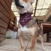 لباس سگ|لوازم جانبی حیوانات|تهران, پامنار|دیوار