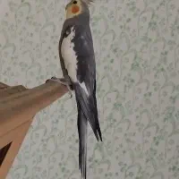 عروس هلندی سخنگو و اواز خوان