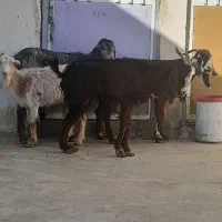 چهار بز|حیوانات مزرعه|وحدتیه, |دیوار