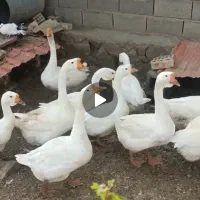 قوغاز|حیوانات مزرعه|مشهد, شهرک صنعتی توس|دیوار