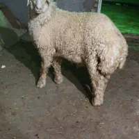 تاراز 2
