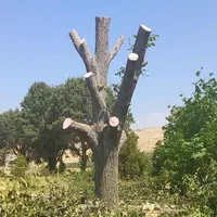 خرید. چوب . درخت