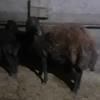 بره گوشتی