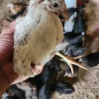 نیمچه مرغ و خروس|حیوانات مزرعه|خرمشهر, |دیوار