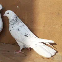کبوترای اصیل قیمت تومتن نوشتم بخانید|پرنده|هشتگرد, ینگی امام|دیوار