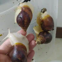 حلزون آلبینو|خزنده|کرج, شهرک بنفشه|دیوار