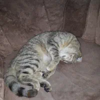 گربه آرام|گربه|نیشابور, پارک منابع طبیعی|دیوار