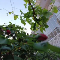 واحد طبقه دو مبله می باشد