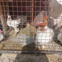 مرغ و خروس برهما  و دوتا بوقلمون