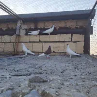پلاس|پرنده|قم, خاکفرج|دیوار