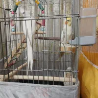 یه جفت عروس هلندی