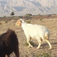 یک راس  قوچ تخمی