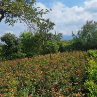 فتونیا فوتونیا.  یاس هلندی کاج طلایی لاوسون|گل و گیاه طبیعی|املش, |دیوار