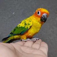 خورشیدی و گرینچیک تازه دونخور|پرنده|رباط‌کریم, |دیوار