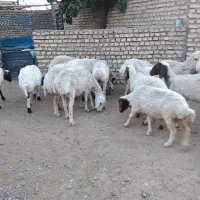 فروش 11راس میش آبستن