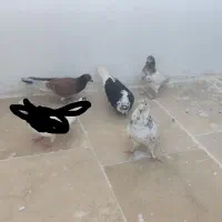 کبوتر|پرنده|بروجرد, |دیوار