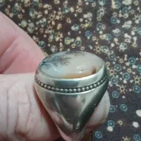 شجر|کلکسیون اشیاء عتیقه|اردبیل, |دیوار