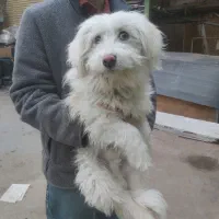 سگ پیدا شده