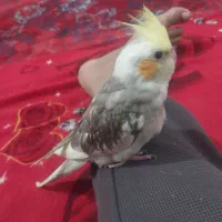 عروس هلندی