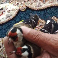 سهره نر و ماده