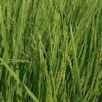 برنج کامفیروزی