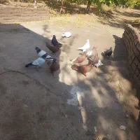 کبوتر|پرنده|مرند, |دیوار