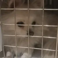 پامر سفید ماده|سگ|پرند, فاز ۴|دیوار