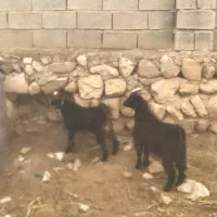 فروش دوعدد کهره نر وماده