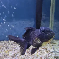 دو عدد گلدفیش بزرگ و هددار