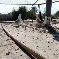 کفتر جفت نروماده دوکت|پرنده|شیراز, فرودگاه شهید دستغیب شیراز|دیوار