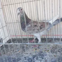 کبوتر|پرنده|سنندج, |دیوار