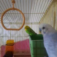 فروش یک جفت مرغ عشق خوش رنگ