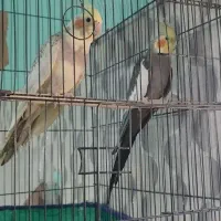 عروس هلندی مولد