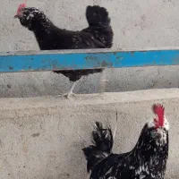 تخم مرغ نطفه دار