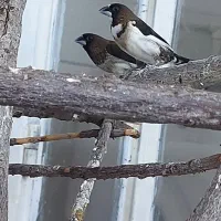 فنچ بنگالی پرستار